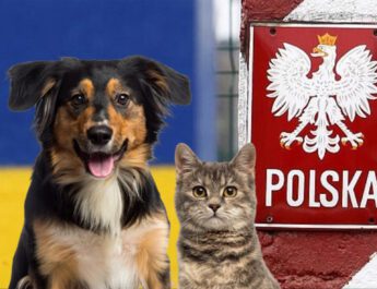 Із 25 липня ввезти домашніх тварин до Польщі стало значно складніше: що слід знати українським мігрантам
